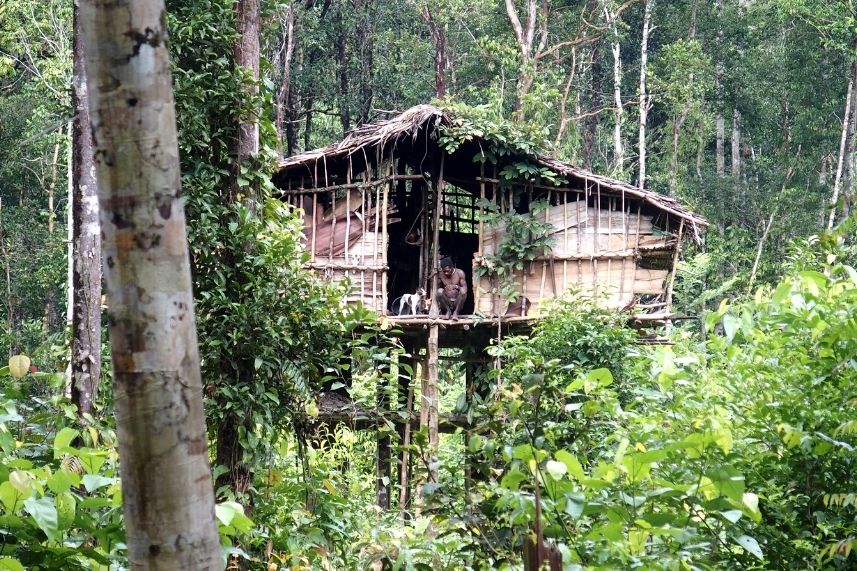 casa árbol korowai Papúa