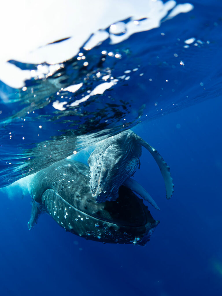 ballenas madre e hija